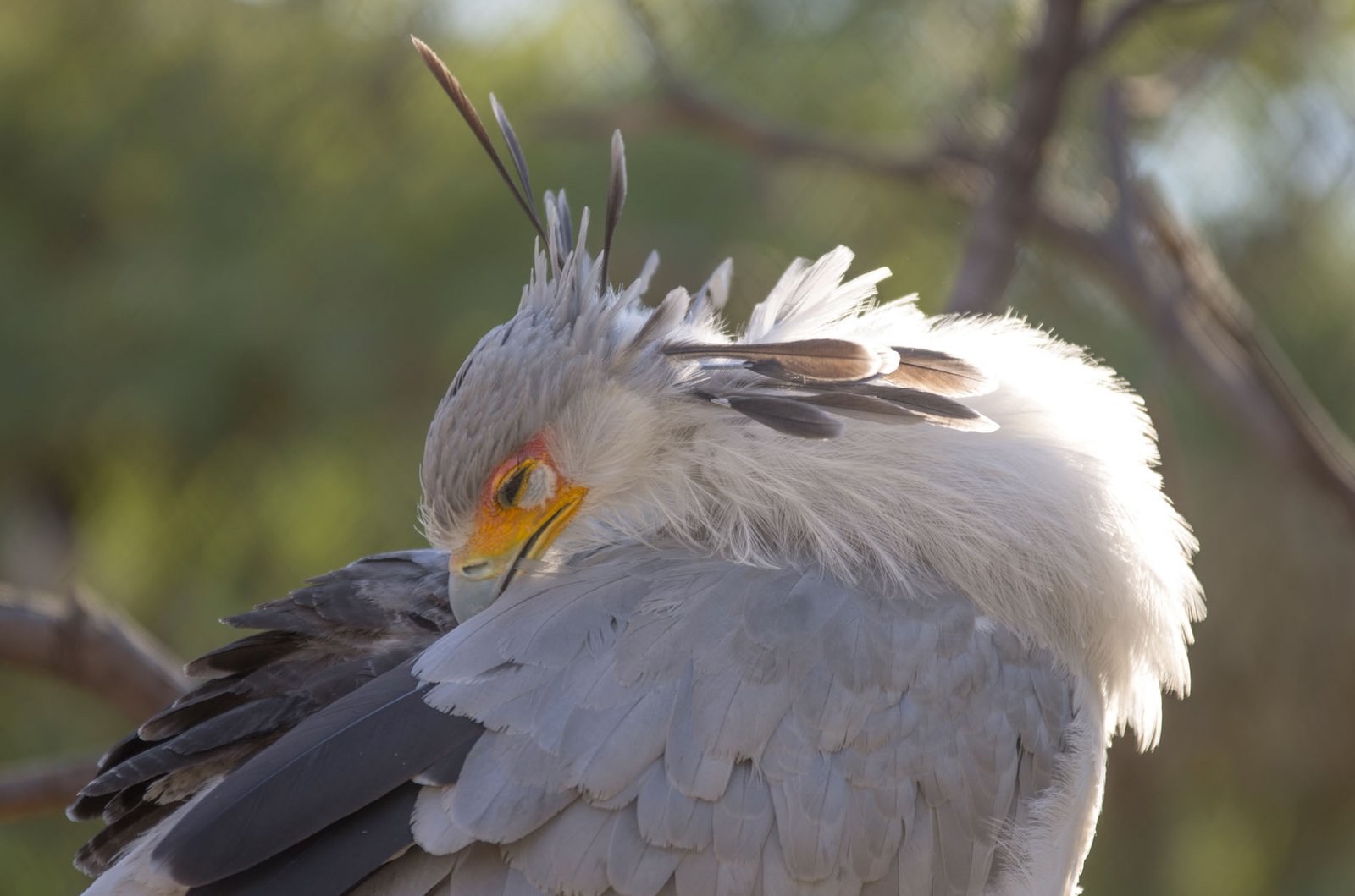 San Diego Zoo Part I 053